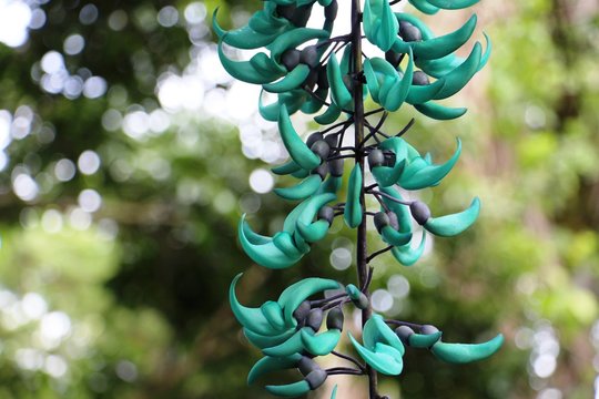 Fototapeta turquois flowers hanging from tree, Maui