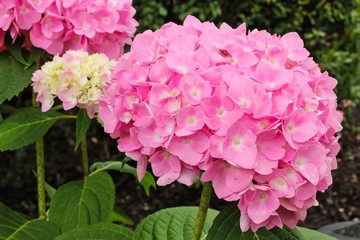 Hydrangea flower from garden