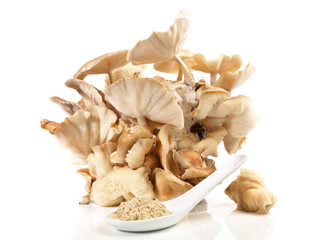 Shiitake - Pilzzucht