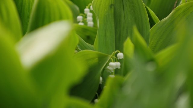 Lily of the valley