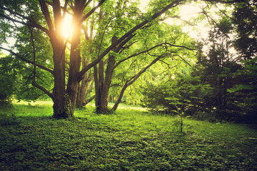 Forest