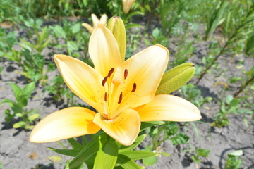 Yellow flower on a green background in the garden
