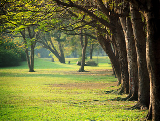 beautiful morning light in public park with green grass field an