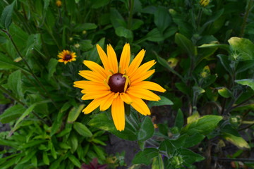 Yellow flower on a green background in the garden
