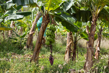 Bananenplantage