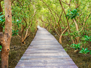 stairway leading to the tropical mangrove in the sea shore