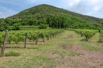 Horizontal view of grape vineyards during summer, in the late mo