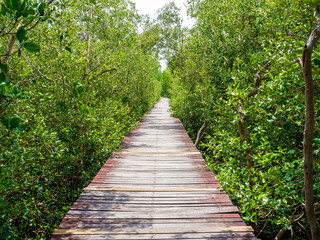 stairway leading to the tropical mangrove in the sea shore