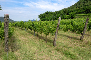 Fototapeta na wymiar View of grape vineyards, captured during summer, in the late mor