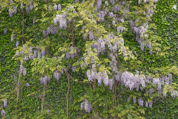 Blauregen an der Hauswand