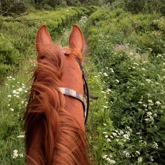 верховая прогулка рыжая лошадь