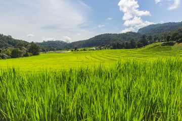 Green Terraced Rice Field in Mae Klang Luang , Mae Chaem, Chiang Mai, Thailand