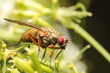 Fliege auf wilder Möhre 