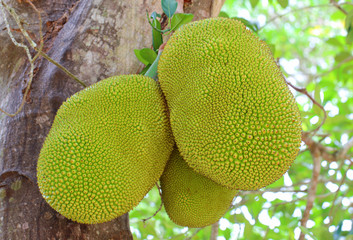 Jackfruit in different stages of growth