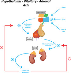  Hypothalamic Pituitary Adrenal Axis