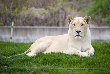 Naklejka na ściany i meble White lioness in toronto zoo