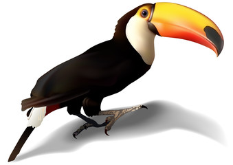 Toucan (Ramphastos toco) - Detailed Illustration, Vector © Roman Dekan