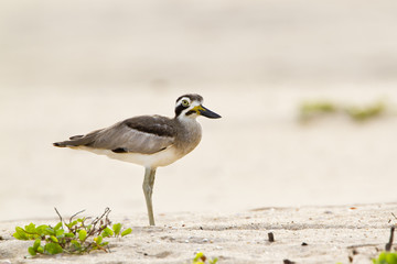 Great Thick-knee .in Pottuvil, Sri Lanka