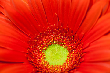 red gerbera flower macro