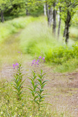 Rosebay willowherb