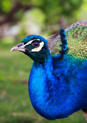 Obraz premium Portrait of beautiful peacock