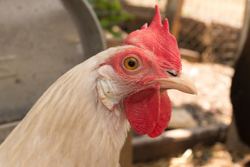 Hens walking on rural yard in a hens house