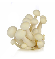 Bunch of white shimeji mushroom isolated