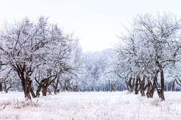 Frosty apple tree garden in winter morning