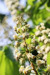 Summer blossoming chestnut flowers on a bokeh background