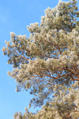 Frosted pine tree at sunny winter morning over blue sky