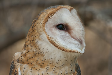 Barn Owl Profile
