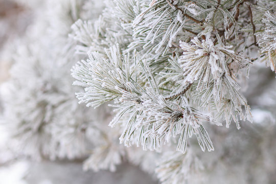 Christmas background. Frosted branch of pine