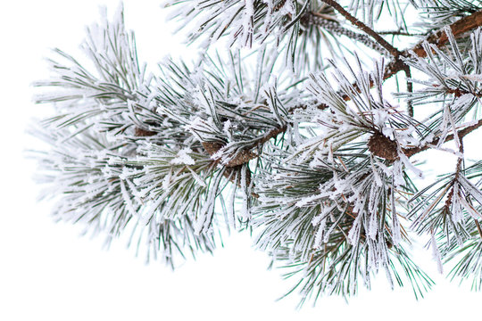 Pine branches in horn. Winter morning background