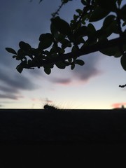 Fototapeta na wymiar Millepiedi pianta animale al tramonto