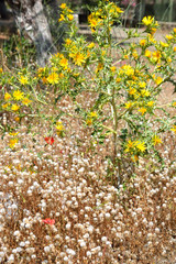 Dry grass and flowers.