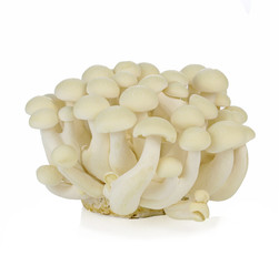 Bunch of white shimeji mushroom isolated
