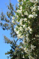 Bush with white flowers.