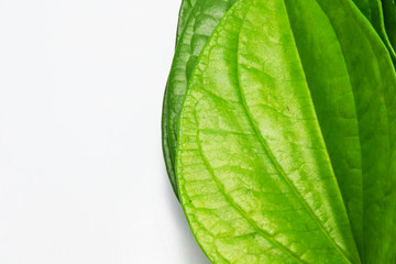 Obraz premium betel plam