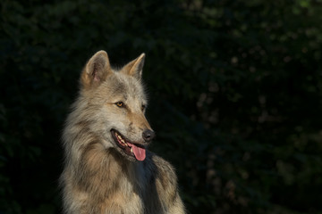 Obraz premium Timber Wolf / Gray Wolf / Grey Wolf