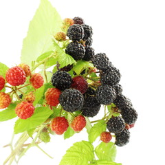 wild raspberry fruit closeup in white background