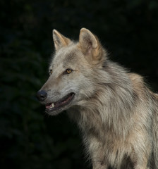 Timber Wolf / Gray Wolf / Grey Wolf