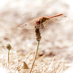Dragonfly