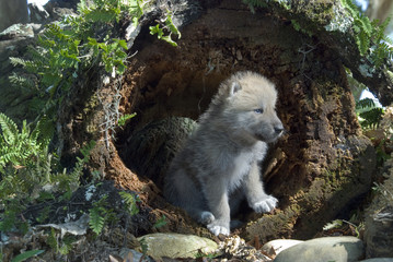 Chiot loup arctique dans le journal