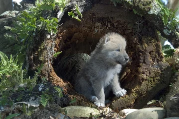 Photo sur Plexiglas Loup Chiot loup arctique dans le journal