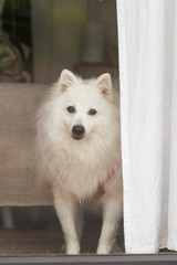 White dog in house.
