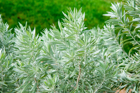 Silver Poverty Bush in Kings Park and Botanical Gardens