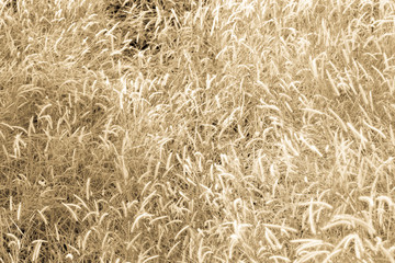 Grass flower background. Vintage filter.