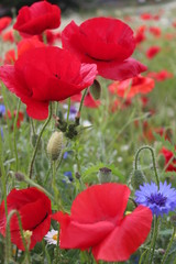 Obraz premium Poppies in Wild Flower Meadow, Yorkshire, England.