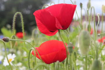 Poppies in Wild Flower Meadow, Yorkshire, England.