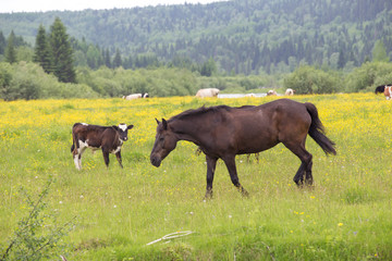 horse and calf on a green meadow